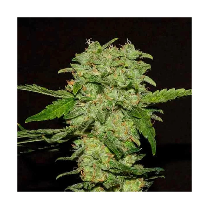 Portela FeminizadaR-Kiem Seeds