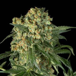BIG KUSH