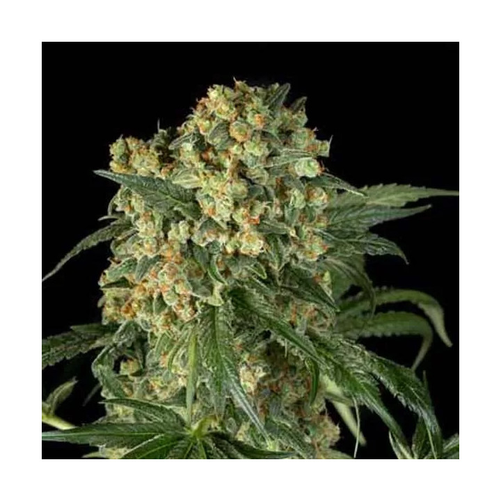 Big Kush Feminizada Dinafem