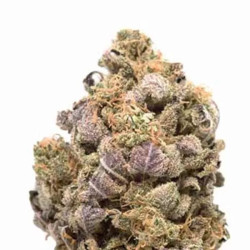 Blue Widow