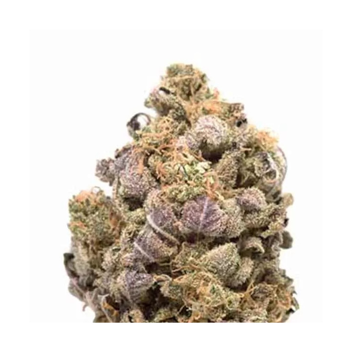 Blue Widow Feminizada Dinafem