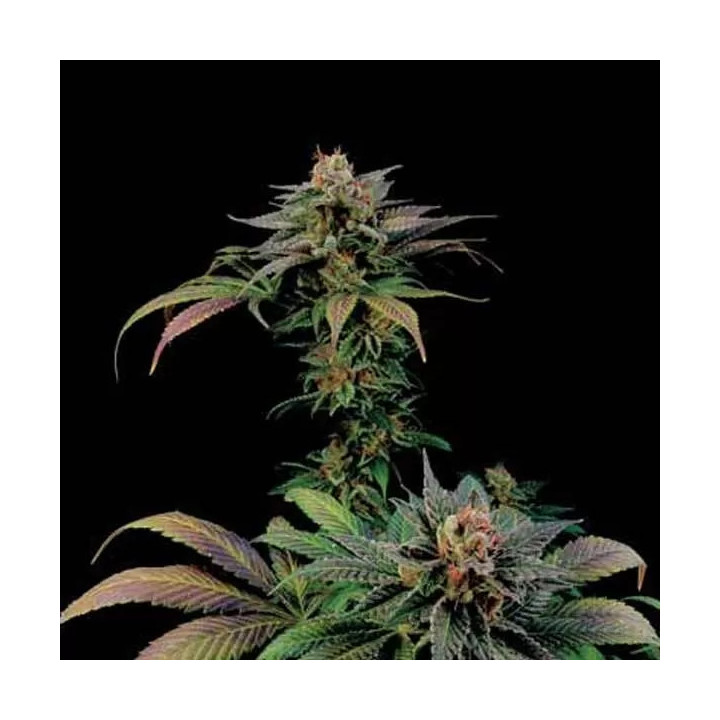 Blue Widow Feminizada Dinafem