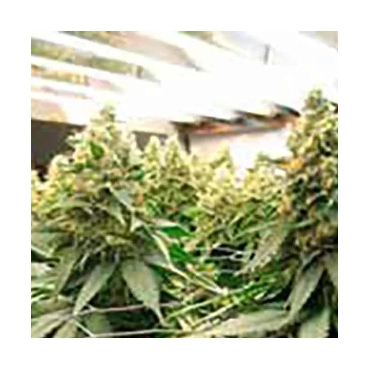 Blue Widow Feminizada Dinafem