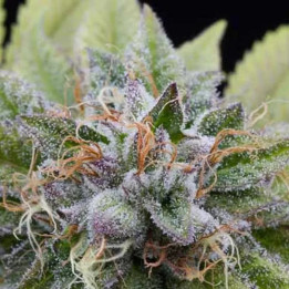  Bubba Kush Feminizada 【Dinafem】
