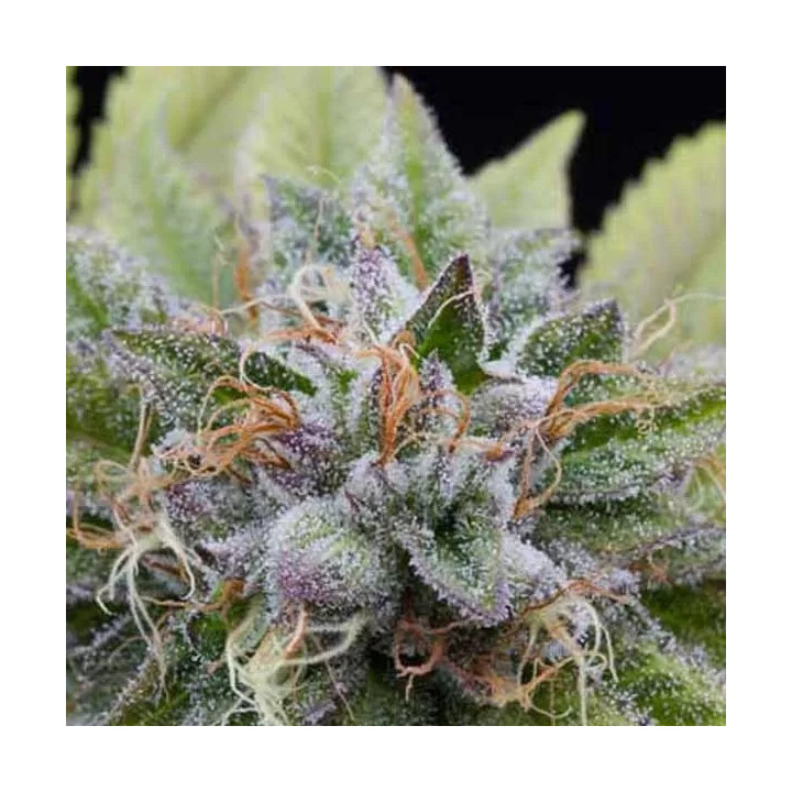 Bubba Kush Feminizada Dinafem