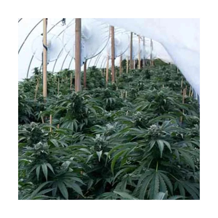 Bubba Kush Feminizada Dinafem