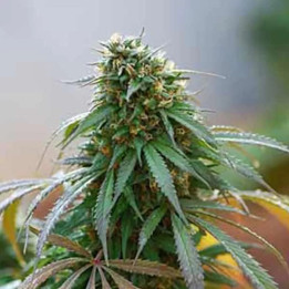  California Hashplant Feminizada 【Dinafem】