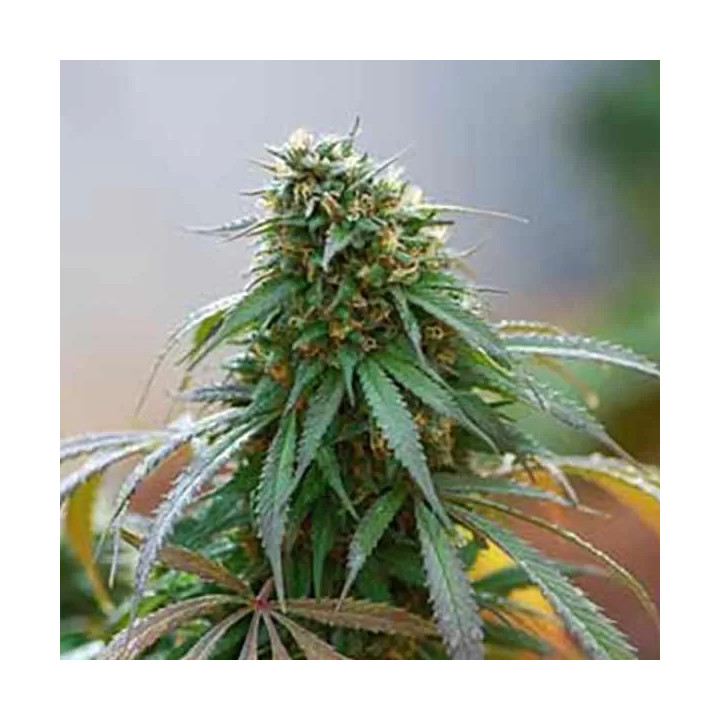 California Hashplant Feminizada Dinafem