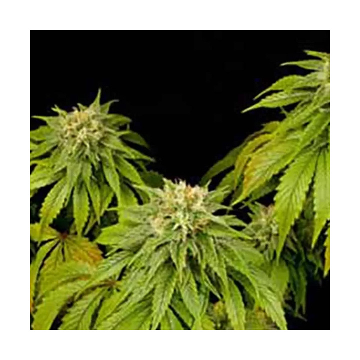California Hashplant Feminizada Dinafem