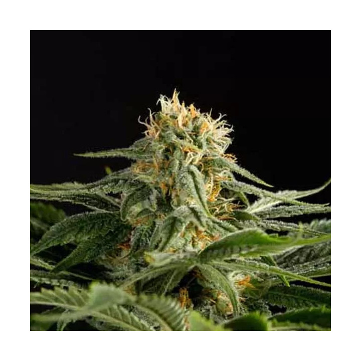 California Hashplant Feminizada Dinafem
