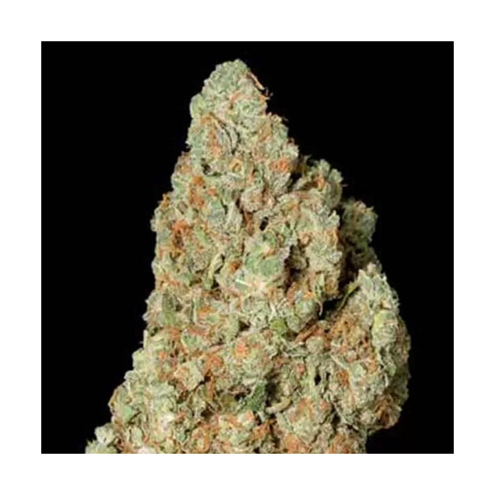  Critical Cheese Feminizada 【Dinafem】