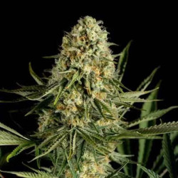 CRITICAL CHEESE