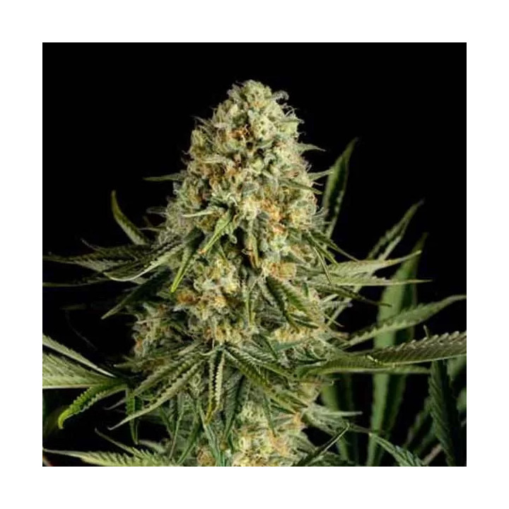  Critical Cheese Feminizada 【Dinafem】