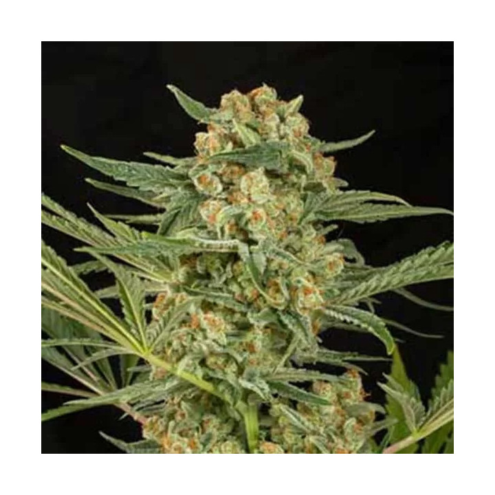 Critical Cheese Feminizada 【Dinafem】