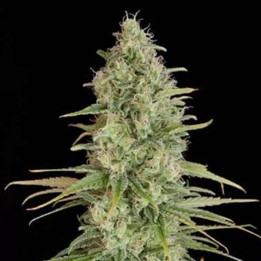  Critical Jack Feminizada 【Dinafem】