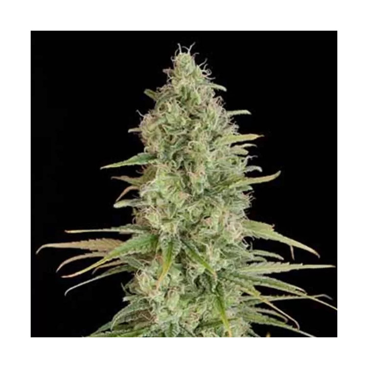 Critical Jack Feminizada Dinafem