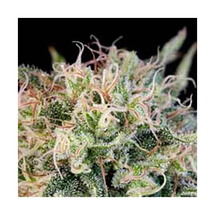 Critical Jack Feminizada Dinafem