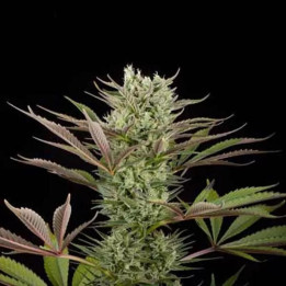 Deep Cheese Feminizada 【Dinafem】
