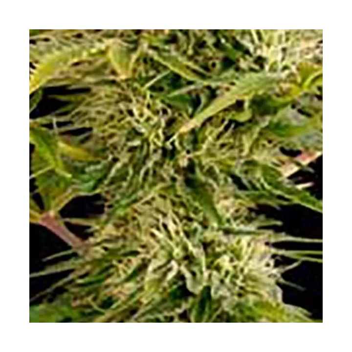 Kush Cheese Feminizada Dinafem