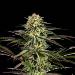 Kush Cheese Feminizada 【Dinafem】