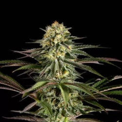 Kush Cheese