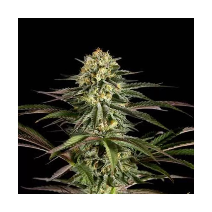 Kush Cheese Feminizada Dinafem