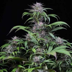 QUICK KUSH