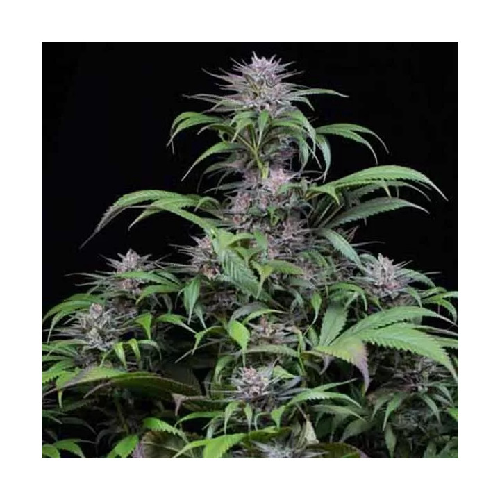 Quick Kush Feminizada Dinafem
