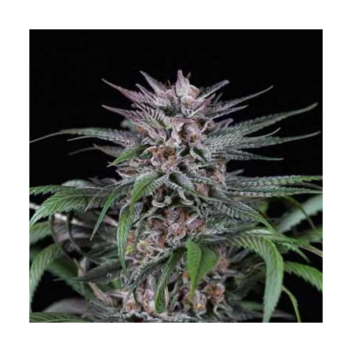 Quick Kush Feminizada Dinafem