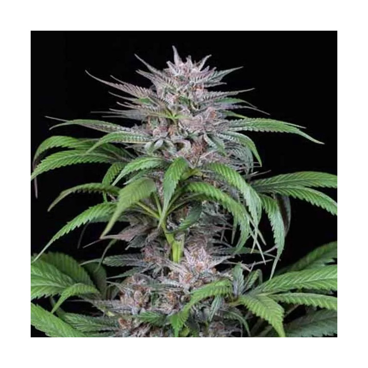 Quick Kush Feminizada Dinafem