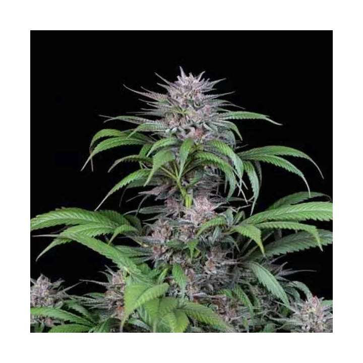 Quick Kush Feminizada Dinafem