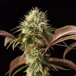 REMO CHEMO