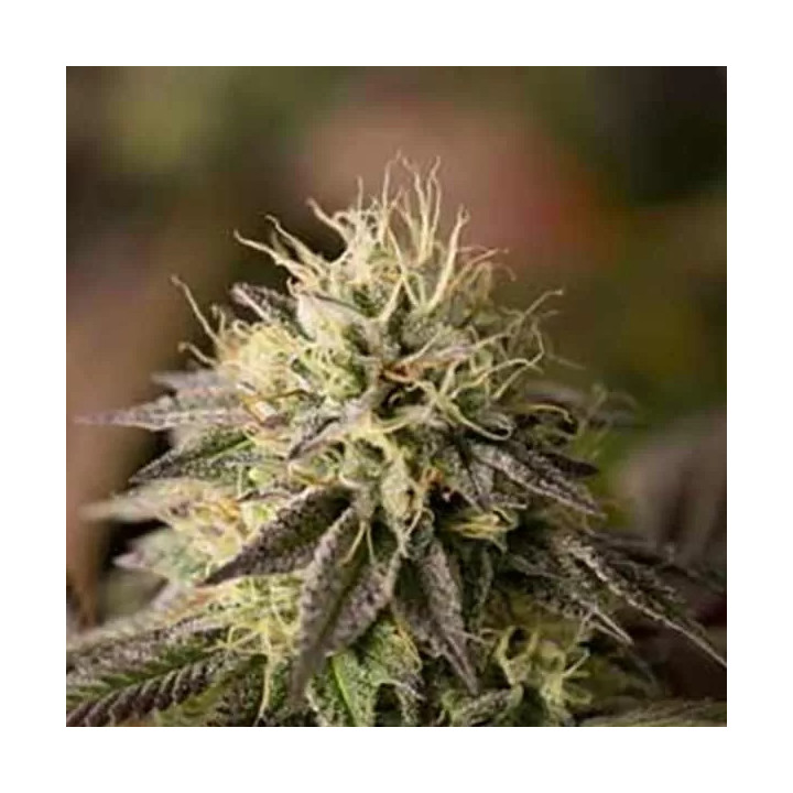 Remo Chemo Feminizada Dinafem