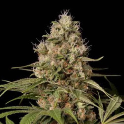 SHARK SHOCK CBD
