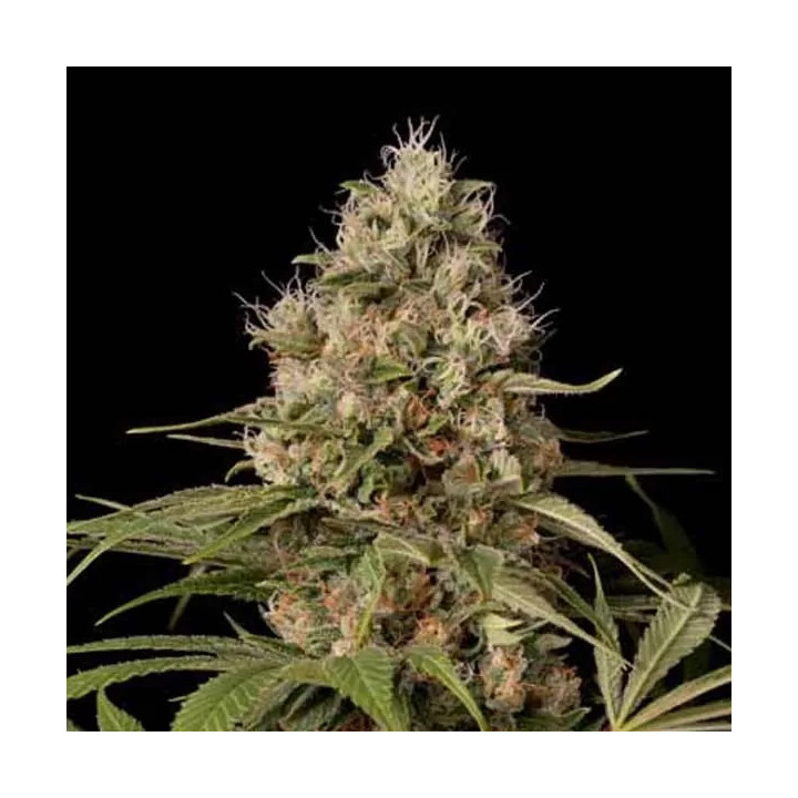  Shark Shock CBD Feminizada 【Dinafem】