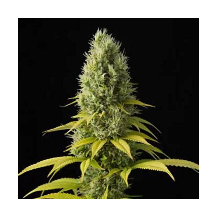  Shark Shock CBD Feminizada 【Dinafem】