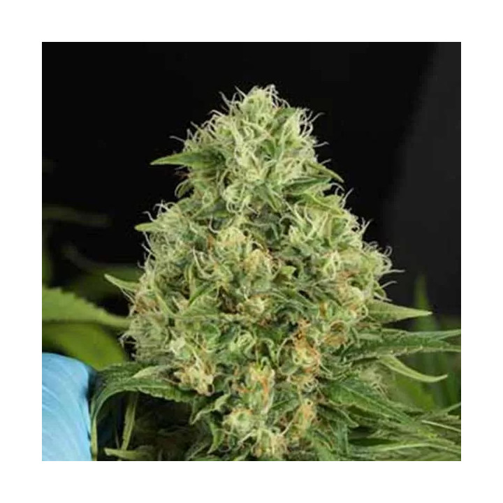  Shark Shock CBD Feminizada 【Dinafem】