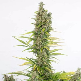  Amnesia CBD Feminizada 【Dinafem】