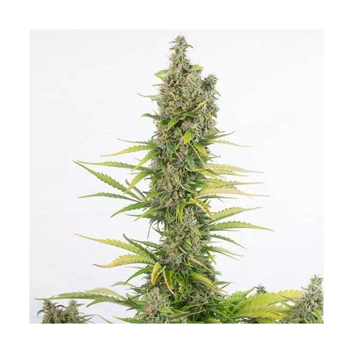Amnesia CBD Feminizada Dinafem