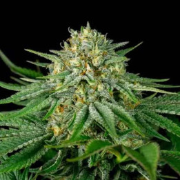  Bubba Kush CBD Feminizada 【Dinafem】