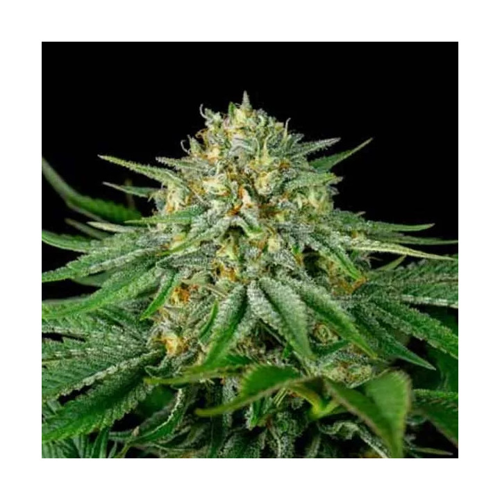 Bubba Kush CBD Feminizada Dinafem