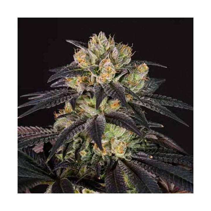 Bubba Kush CBD Feminizada Dinafem