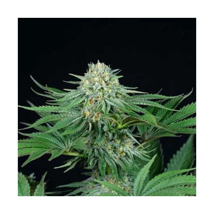 Bubba Kush CBD Feminizada Dinafem