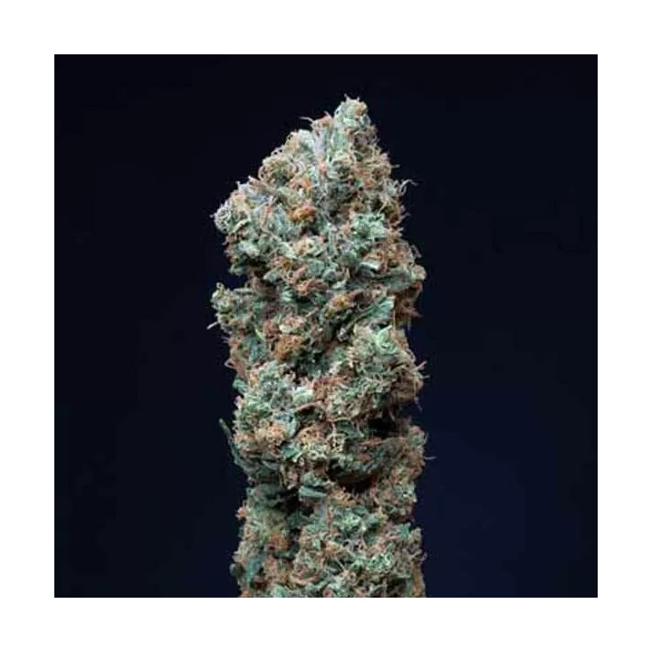 Bubba Kush CBD Feminizada Dinafem