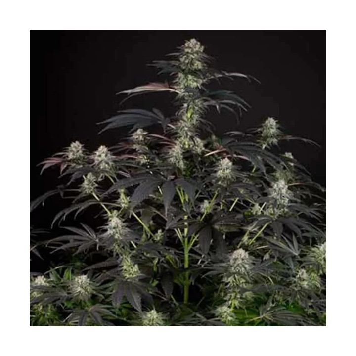 Bubba Kush CBD Feminizada Dinafem
