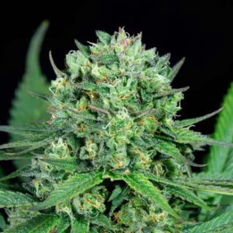  Cheese CBD Feminizada 【Dinafem】