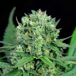 CHEESE CBD
