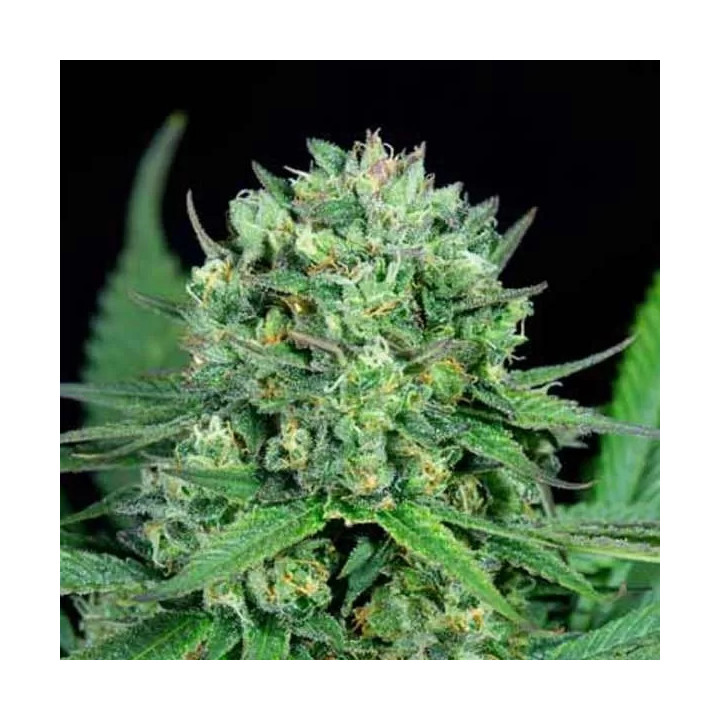 Cheese CBD Feminizada Dinafem