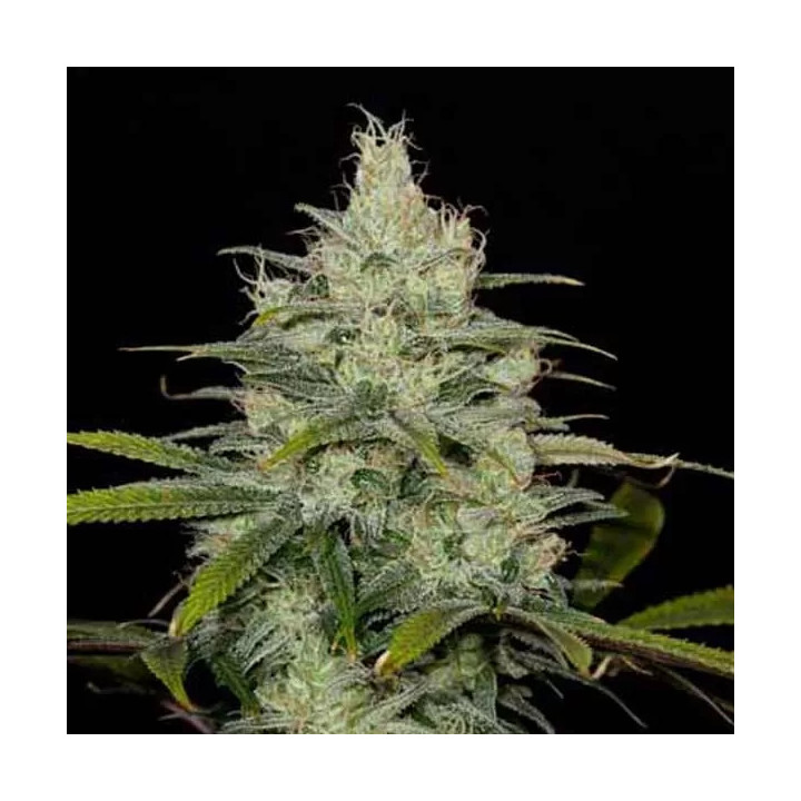 Cheese CBD Feminizada Dinafem