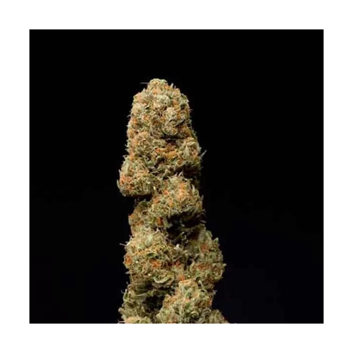 Cheese CBD Feminizada Dinafem